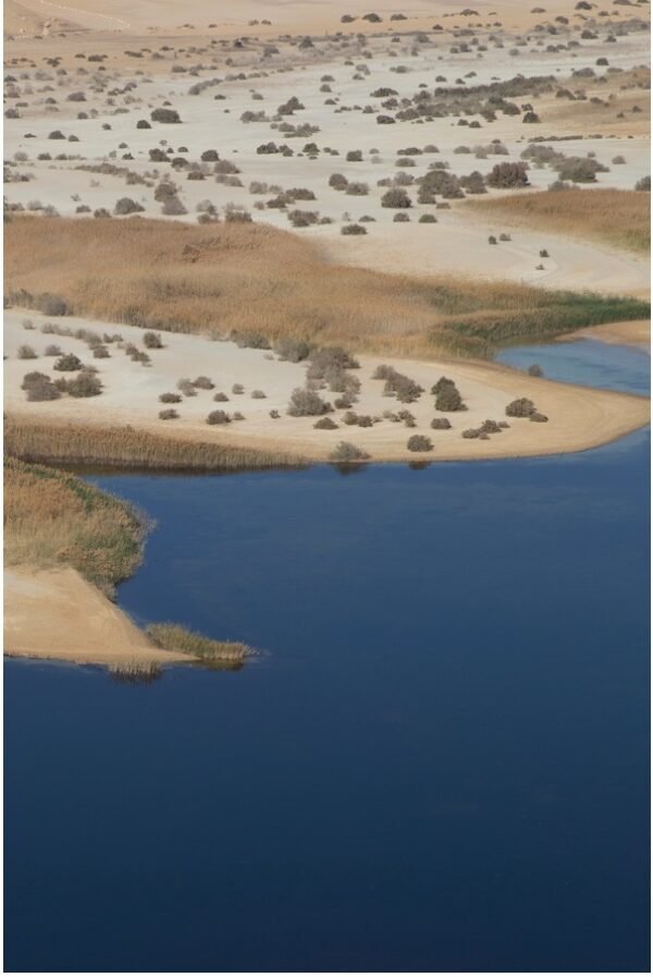 Desert Flow - Alia El Sewedy